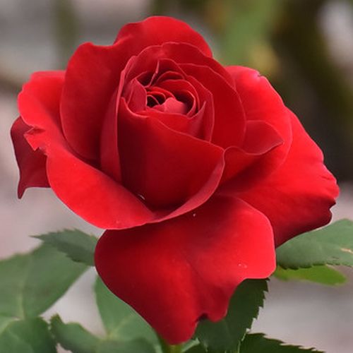 Rosa Dame de Coeur - roșu - Trandafir copac cu trunchi înalt - cu flori teahibrid - coroană dreaptă